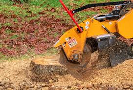 Reliable Lyncourt, NY Tree Services Solutions